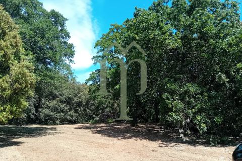 Helårsgrund i Ostuni, Brindisi, Ostuni - € 410.000 | Ref: Terreno Rella14 - foto 12